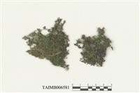 藏品(南亞孔雀苔)的圖片